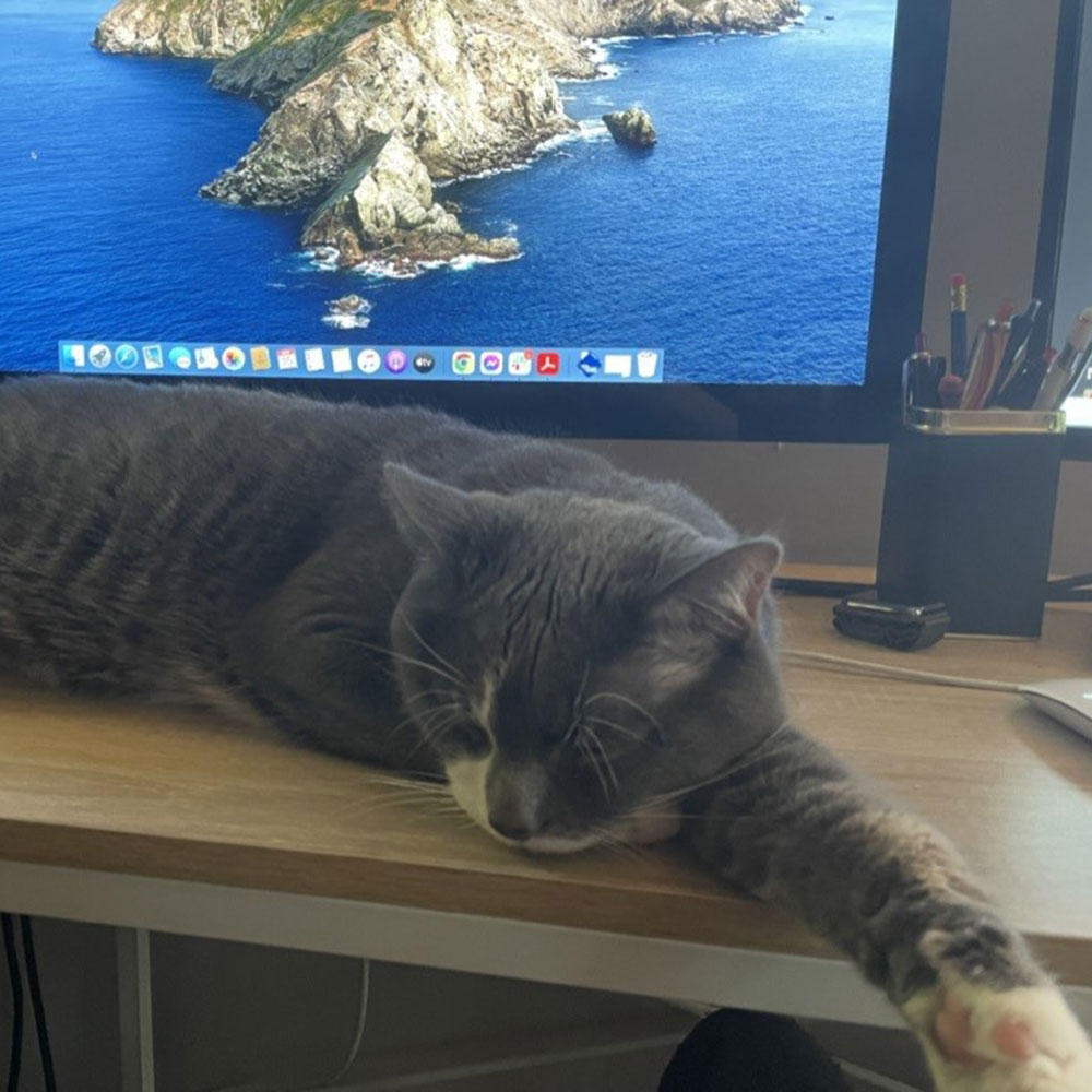 A large grey cat sleeping on a desk in front of a large monitor