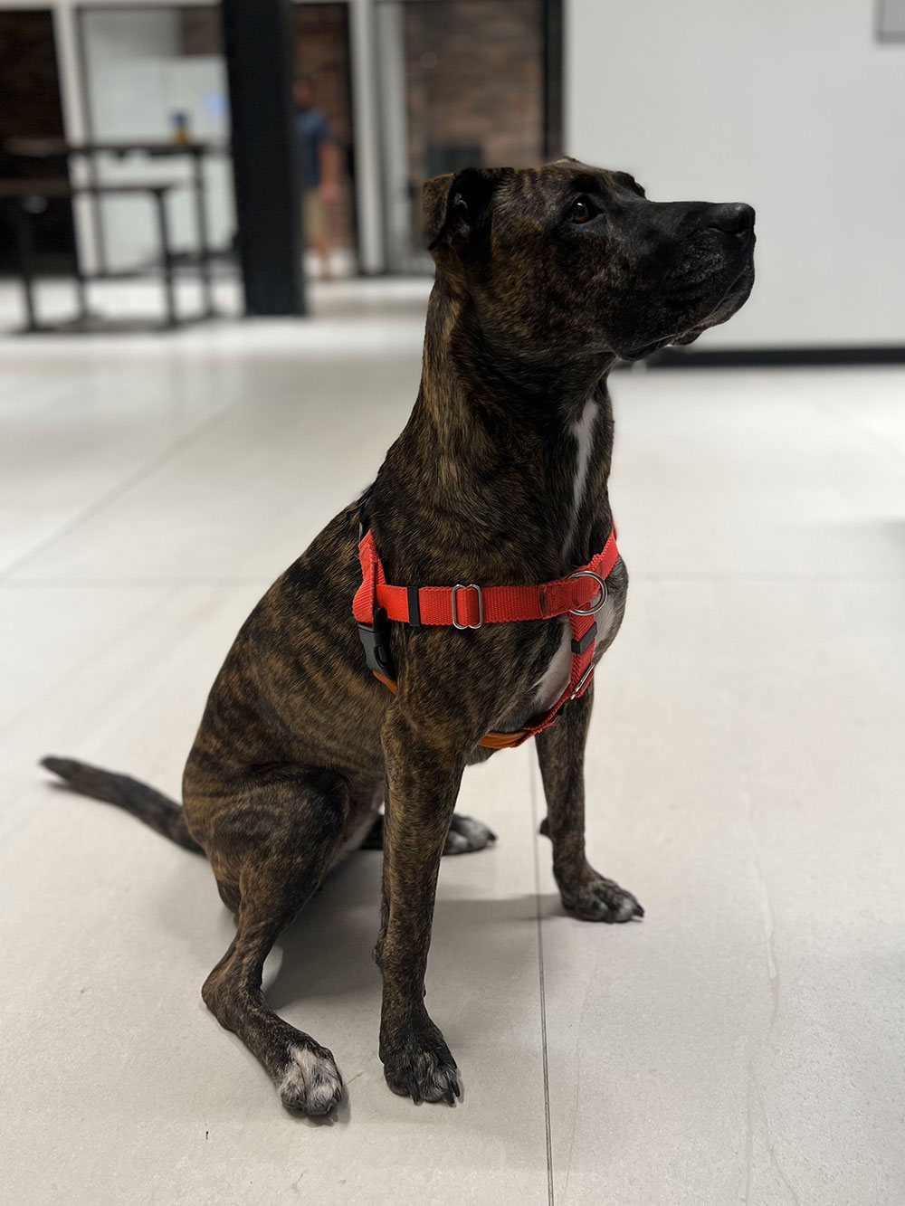 a large dark dog with a red harness in the DeepTech office staring attentively off camera